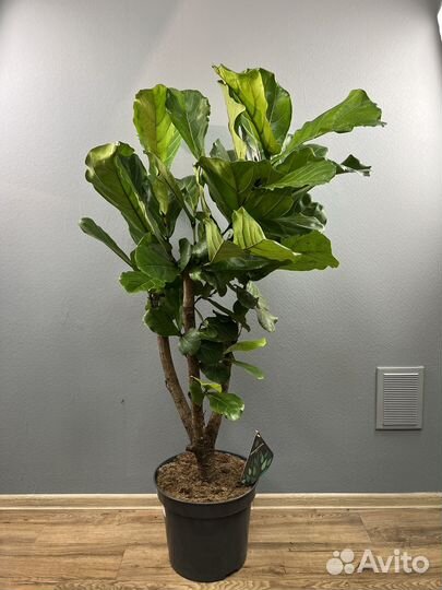 Фикус лирата H 155 см