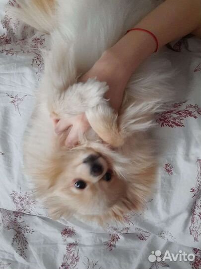 Немецкий шпиц