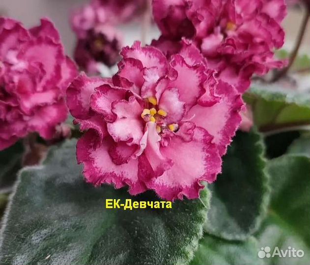 Фиалки