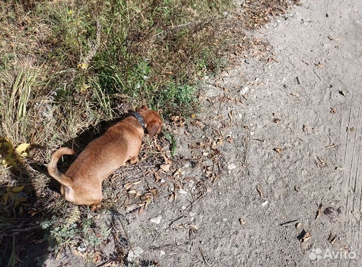 Отдам в добрые руки такса