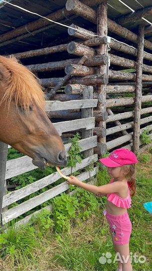 Конский навоз