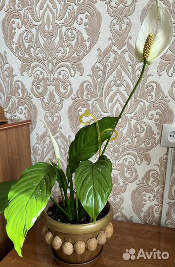 Спатифиллум