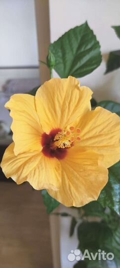 Комнатные растения пальма драцена шеффлера пихара