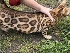 Беременная бенгальская кошка