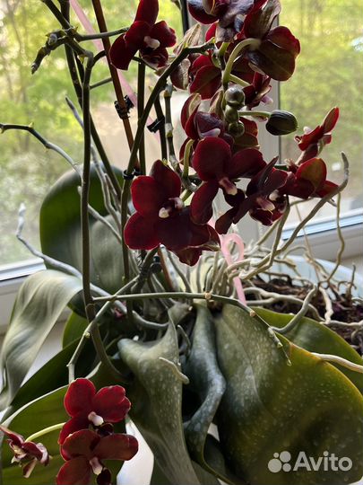 Орхидея фаленопсис детка