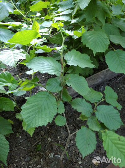 Грецкий орех Саратовский Идеал,фундук садовый