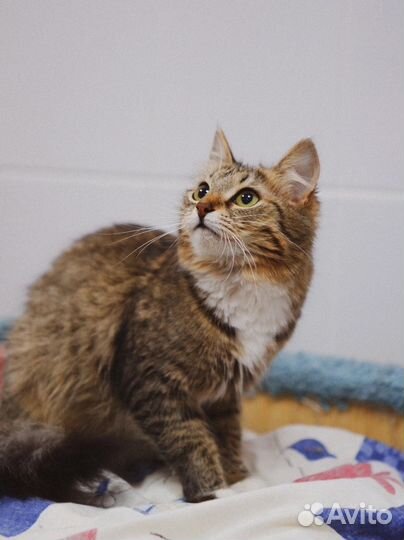 Кошка в добрые руки