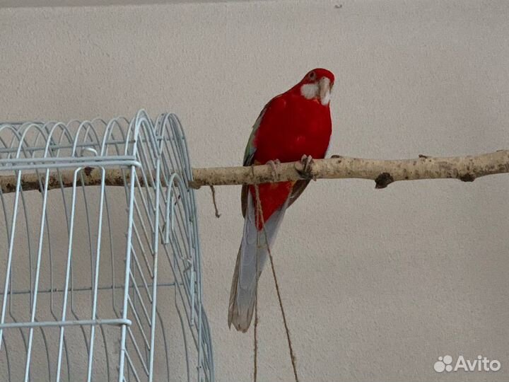 Попугаи розелла с клеткой