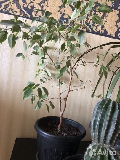 Комнатные цветы