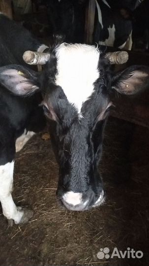 Дойная корова и телята