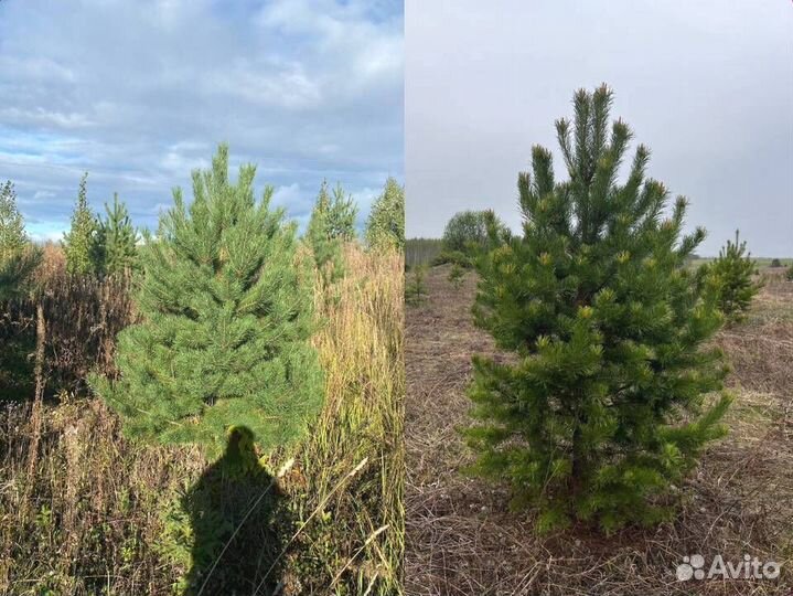 Качественные новогодние сосны оптом от заготовителя