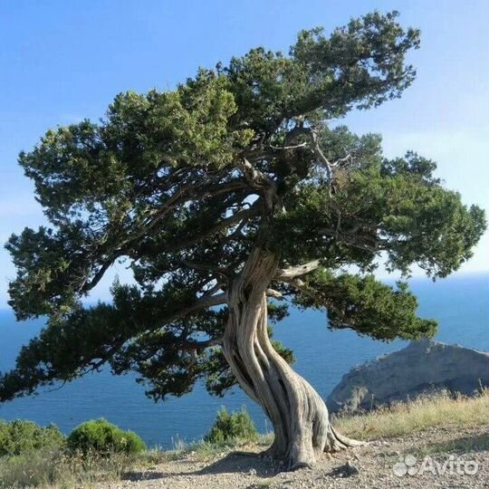 Можжевельник (редкий вид)