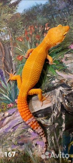 Эублефар вязка