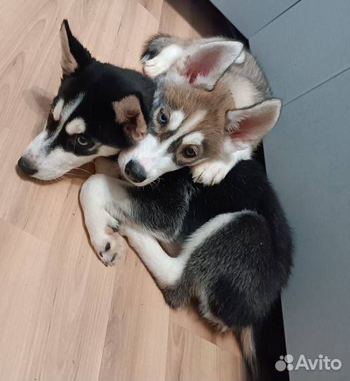 Сибирский Хаски