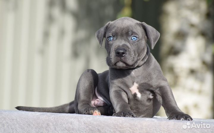 Щенки Прайтера голубая мечта