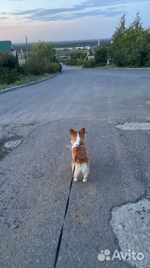 Вязка корги