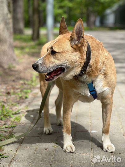 Собаки из приюта бесплатно