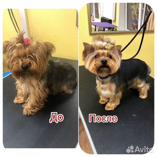 Груминг собак и кошек