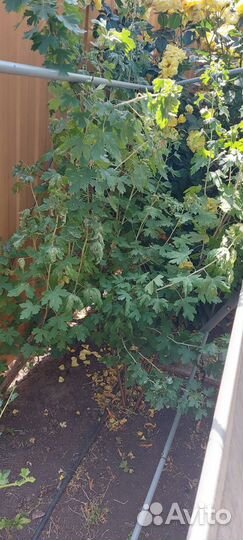 Саженцы смородина красная черная малина крыжовник