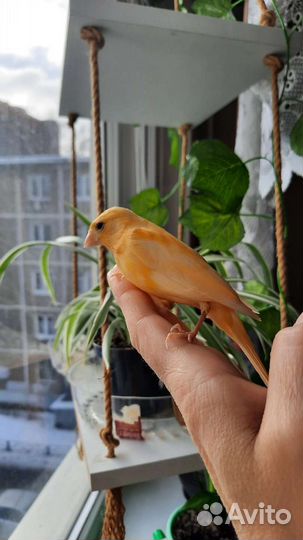 Передержка птиц