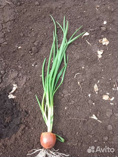 Лук зелёный