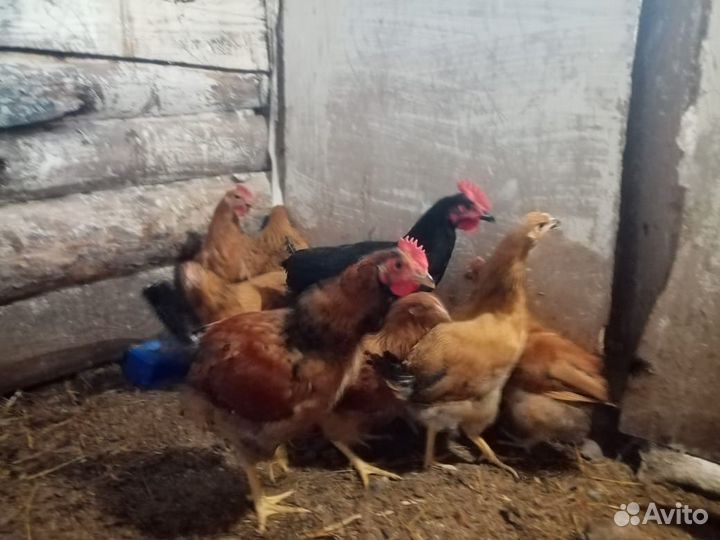 Молодые петушки