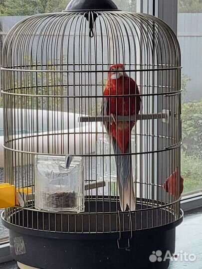 Попугай розелла с клеткой