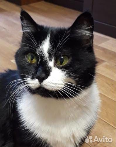 Кошечка Ася