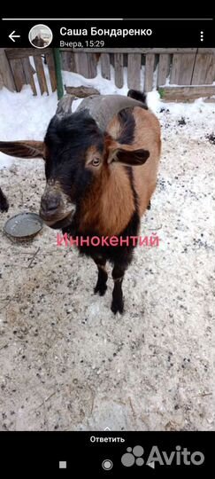 Козел на вязку