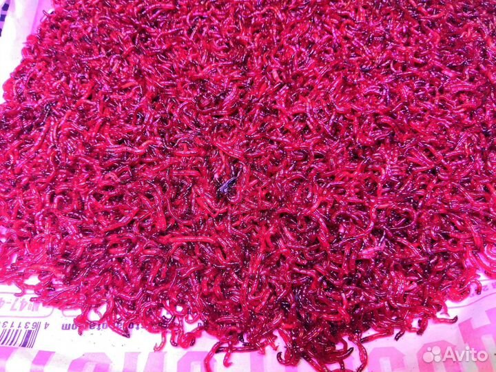 Живой и замороженный корм для аквариумных рыбок и