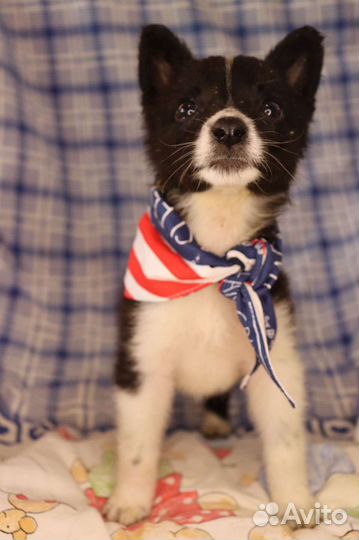 Щенок в поисках дома