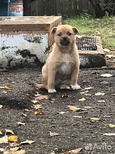 Щенки в добрые руки