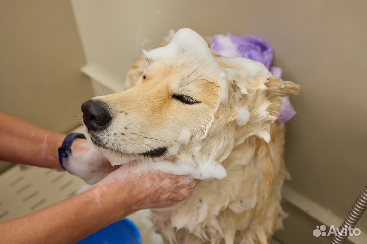 Курсы груминга