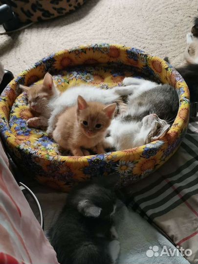 Котята ищут дом