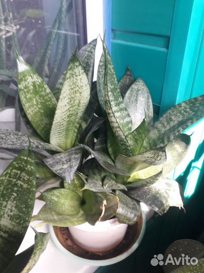 Сансевиерия