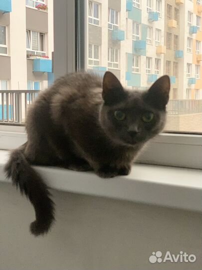 Передержка кошек на время отпуска