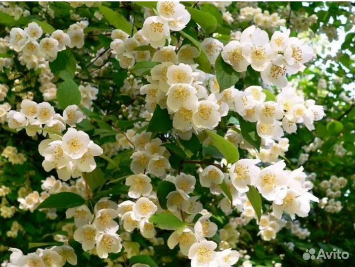 Чубушник саженцы