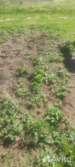 Рассада клубники