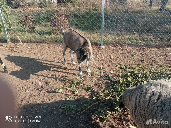 Коза нубийская