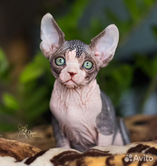 Шикарный котик сфинкс