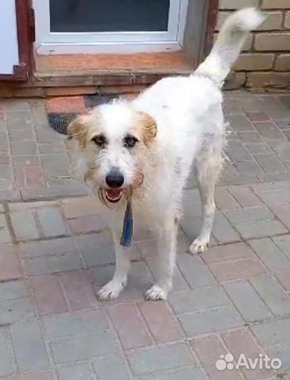 Потрясающий пёс ищет хозяина