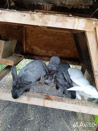 Кроликоферма