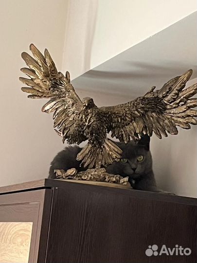 Кошка в дар