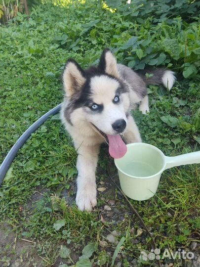 Сибирский хаски