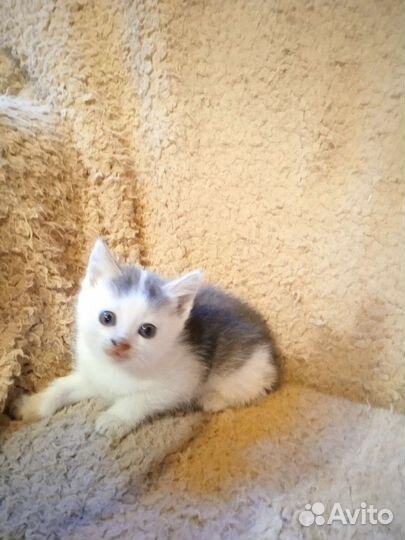 Кошки в добрые руки бесплатно