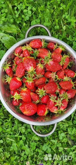 Рассада клубники Купчиха