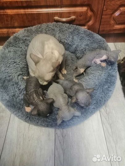 Канадский сфинкс