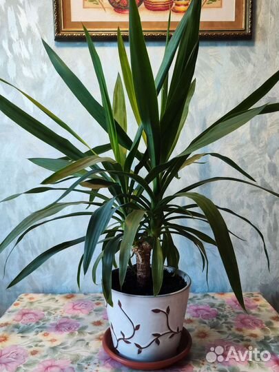 Юкка пальма два ствола