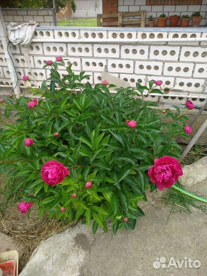 Цветы садовые