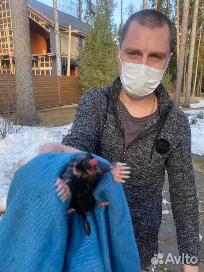 Уничтожение клещей, кротов, ос, тараканов и клопов